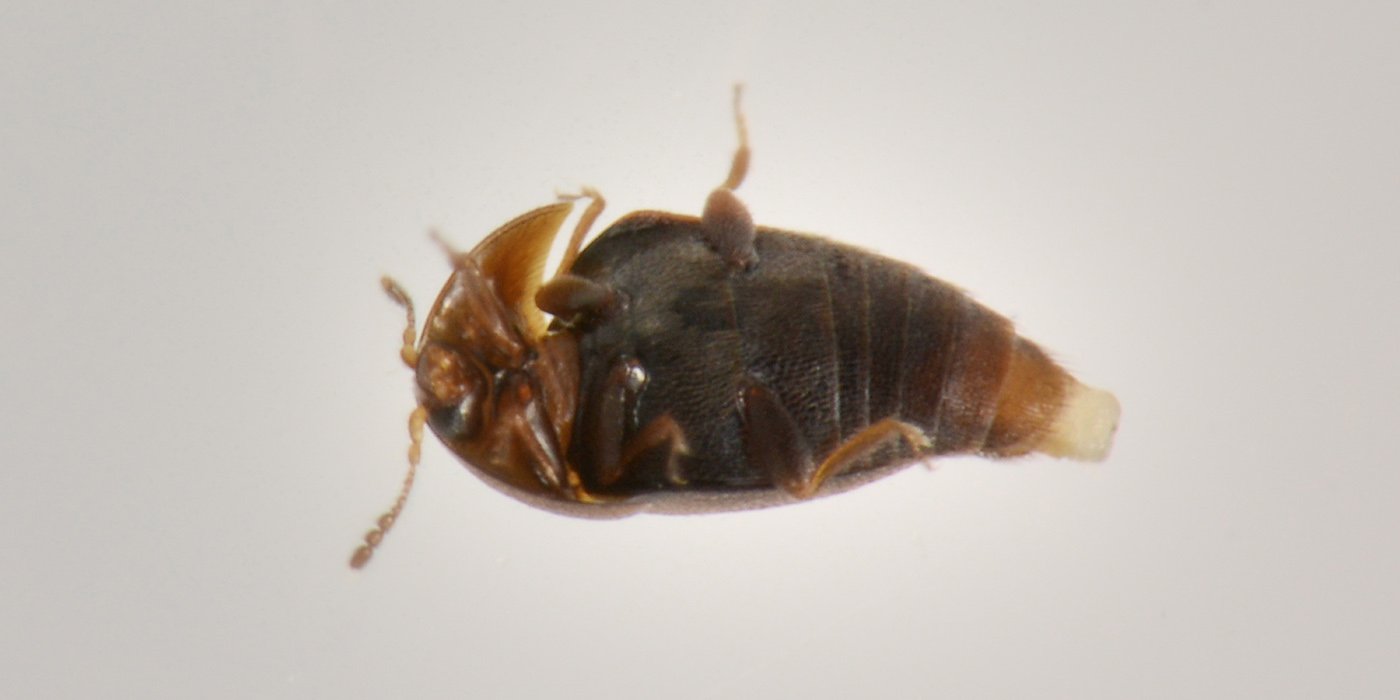 Corylophidae: Sericoderus lateralis? S